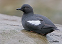 Cepphus columba